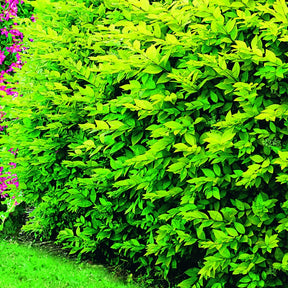 Collection Haie fleuries d'été - 6 arbustes - Hypericum, spiraea, ligustrum aureum, caryopteris, - Willemse