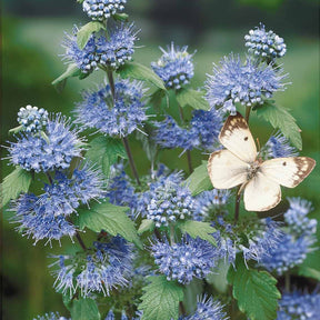 Hypericum, spiraea, ligustrum aureum, caryopteris, - Collection Haie fleuries d'été - 6 arbustes - Collections d'arbustes