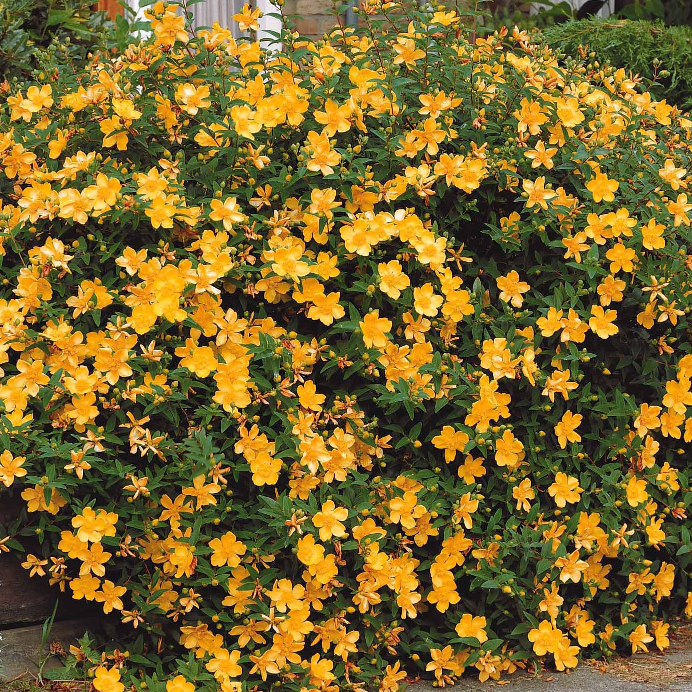 Collections d'arbustes - Collection Haie fleuries d'été - 6 arbustes - Hypericum, spiraea, ligustrum aureum, caryopteris,