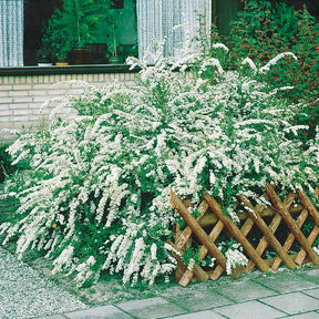 Vente Collection Haie fleuries d'été - 6 arbustes - Hypericum, spiraea, ligustrum aureum, caryopteris,