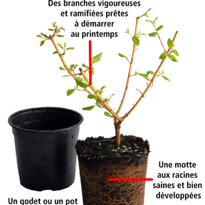 Vente Collection Haie fleuries d'été - 6 arbustes - Collections d'arbustes