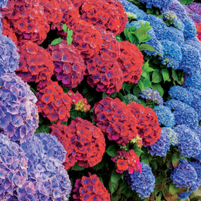 Vente Collection de 4 Hortensias rouges et bleus - Hydrangea macrophylla