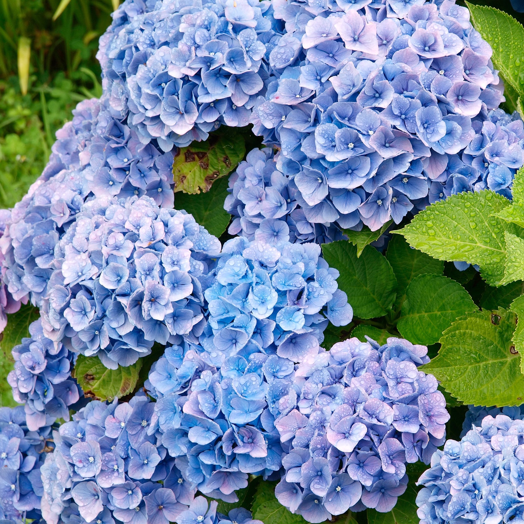 Hydrangea macrophylla - Collection de 4 Hortensias rouges et bleus - Hortensia à grandes feuilles