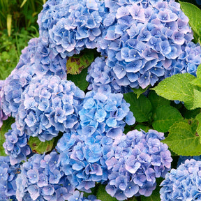 Hydrangea macrophylla - Collection de 4 Hortensias rouges et bleus - Hortensia à grandes feuilles