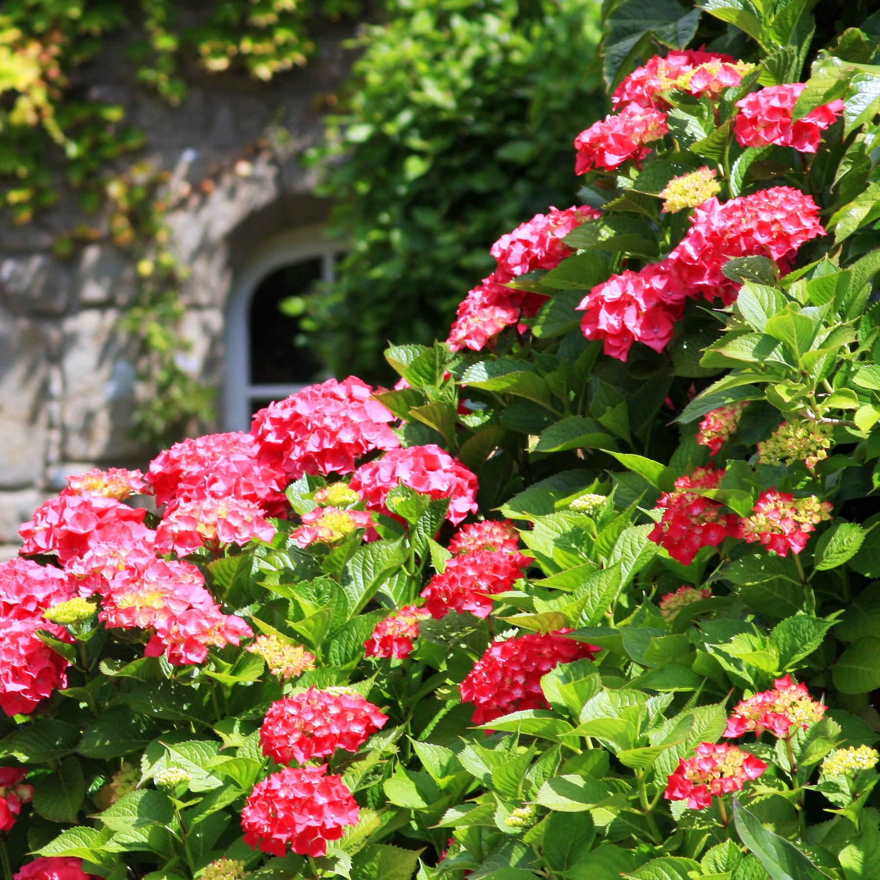 Hortensia à grandes feuilles - Collection de 4 Hortensias rouges et bleus - Hydrangea macrophylla