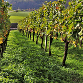 Collection de 3 Viticoles : Vitis vinifera Pinot, Merlot, Chardonnay - Willemse
