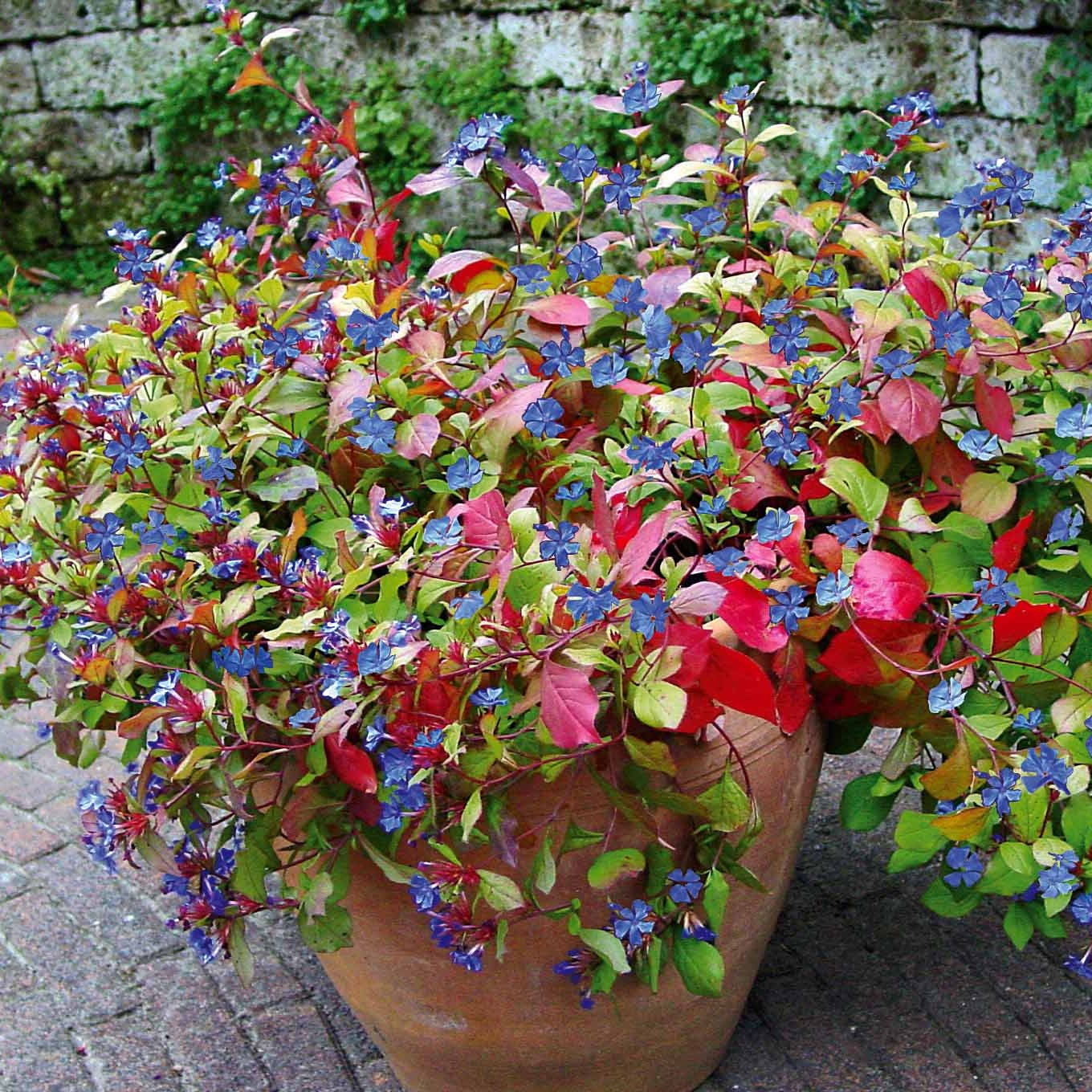 Ceratostigma plumbaginoides - Cerastostigma - Dentelaire bleue - Céraistes