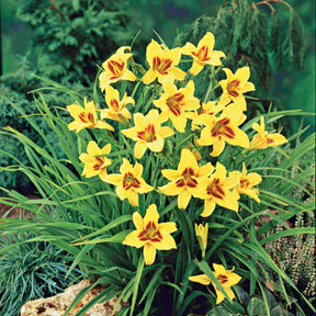 Hémérocalle Bonanza - Hemerocallis bonanza - Willemse