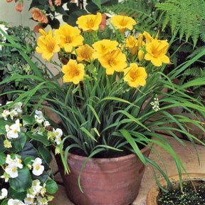 Hémérocalle - Hémérocalle Stella de Oro - Hemerocallis Stella de Oro