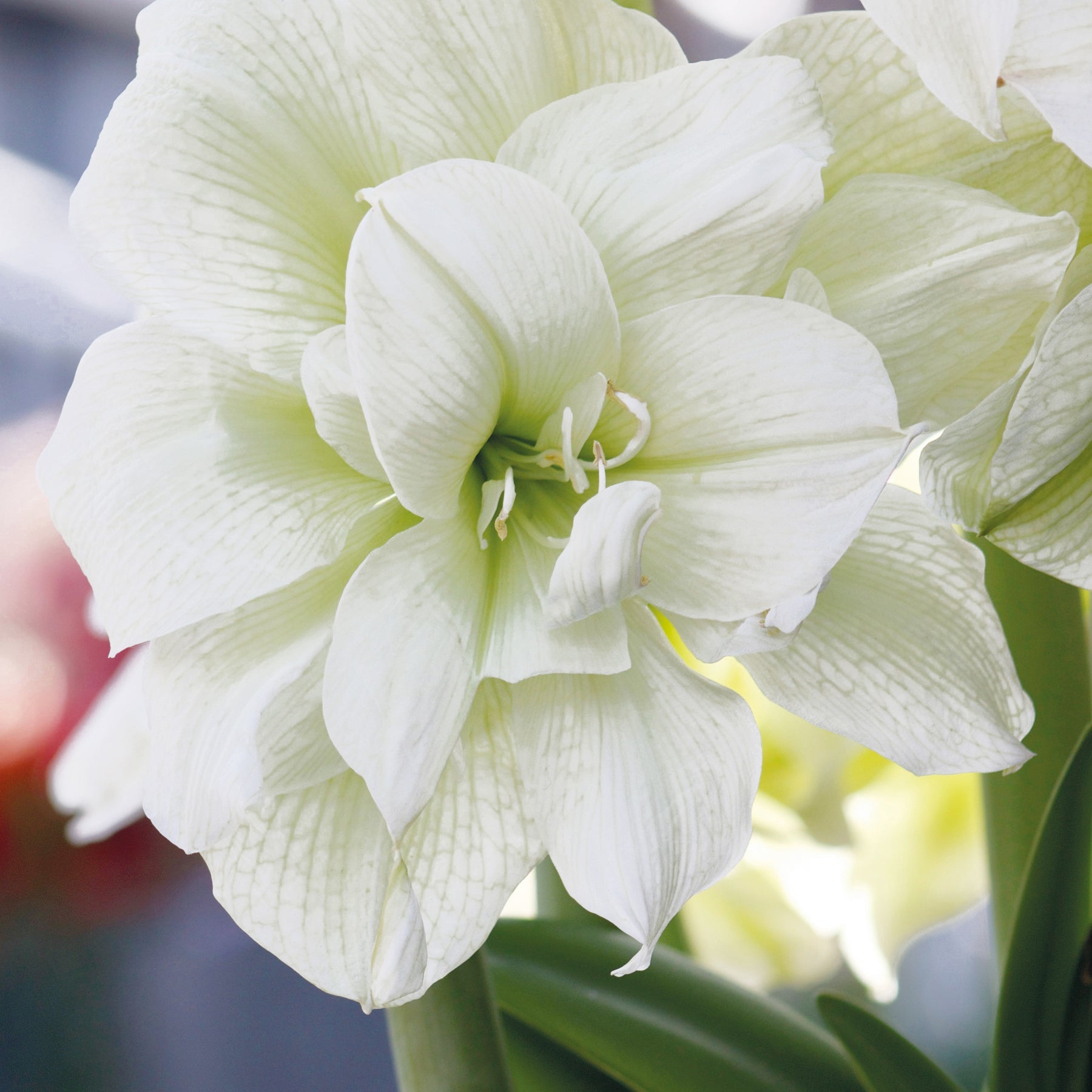 Amaryllis Happy Nymph, White Nymph - Collection de 2 Amaryllis rose et blanche - Amaryllis
