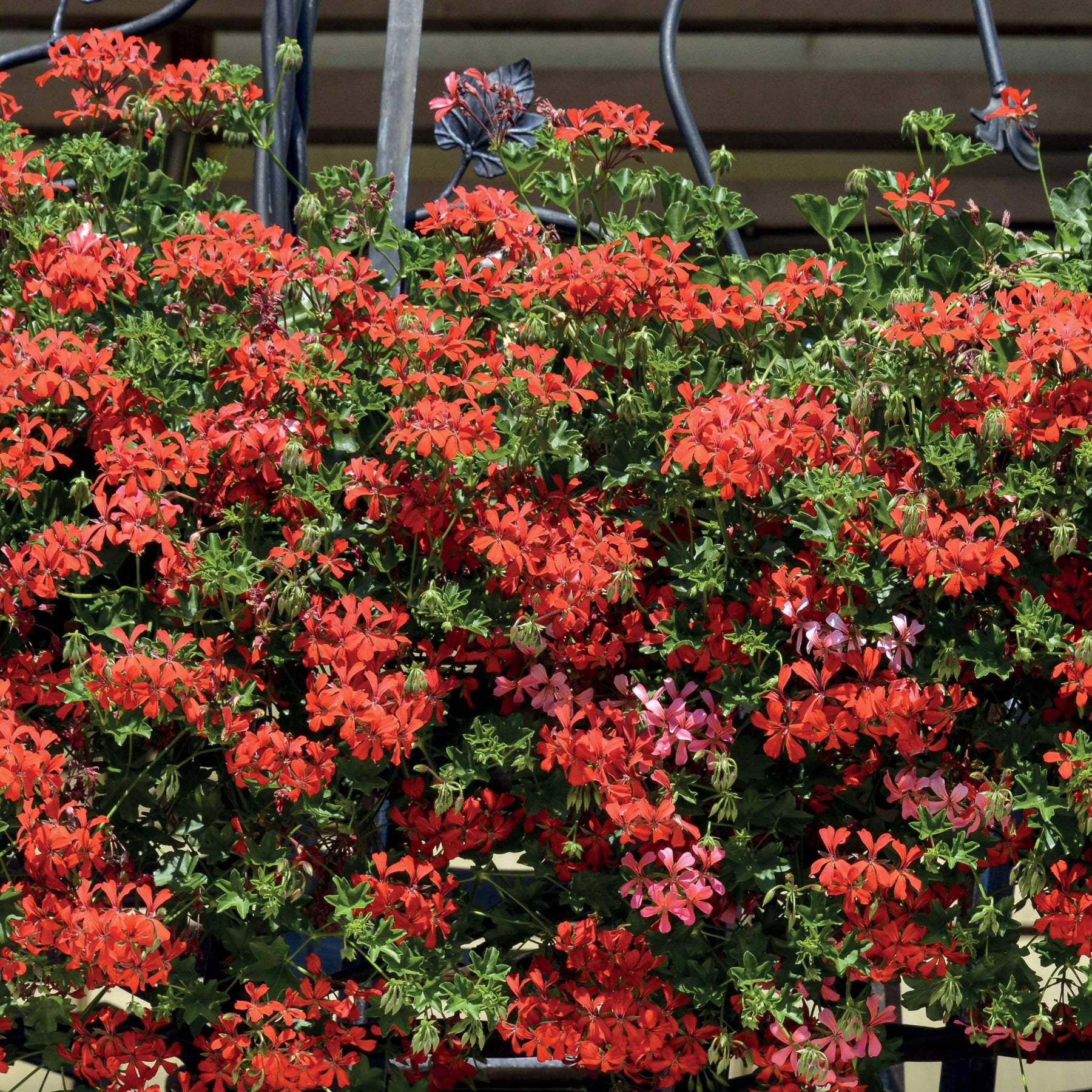 Géranium de balcon - Géranium lierre rouge - Pelargonium peltatum