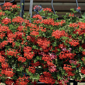 Géranium de balcon - Géranium lierre rouge - Pelargonium peltatum