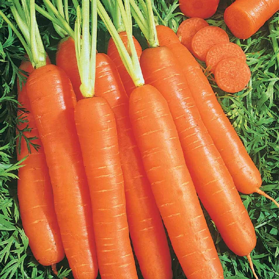 Carotte Longue lisse de Meaux (500 g enrobées) - Willemse