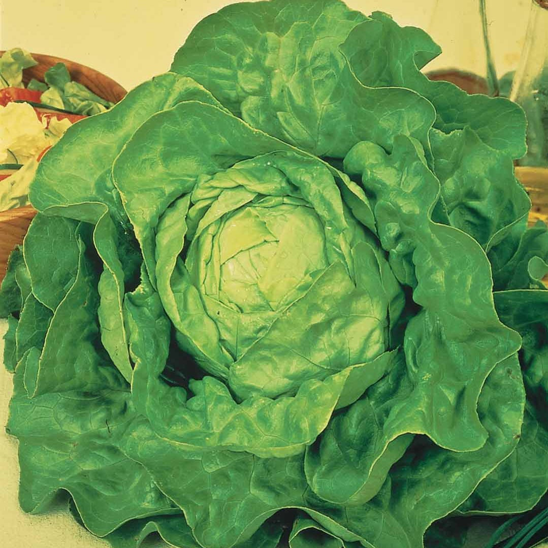 Collection Mon 1er potager de 5 m² -  - Willemse