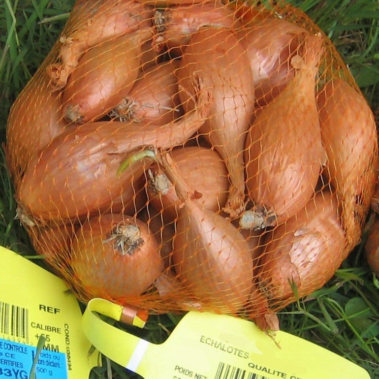 2 Sachets de bulbes d'Échalote Griselle (2 x 500 g) - Allium ascalonicum griselle - Willemse