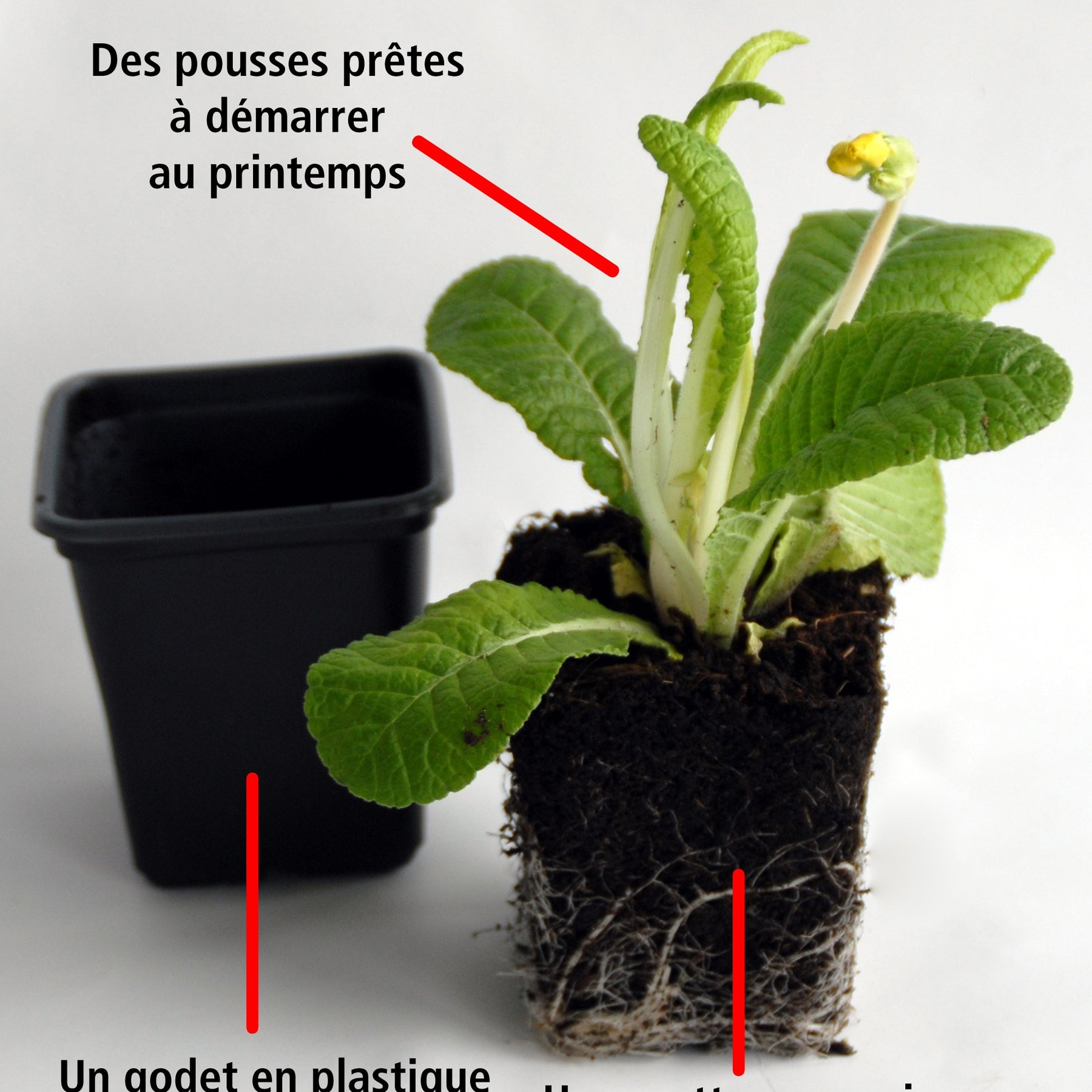 3 Primevères frangées Suzette en mélange - Primula suzette - Willemse