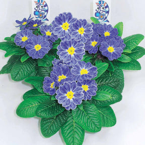 3 Primevères Zebra Blue - Primula zebra blue - Willemse