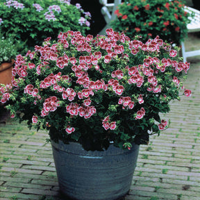 6 Géraniums parfumés Pansy - Pelargonium pansy - Willemse