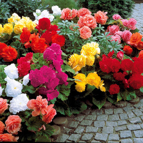 Begonia tuberhybrida - 10 Bégonias doubles en mélange EXTRA - Bégonia
