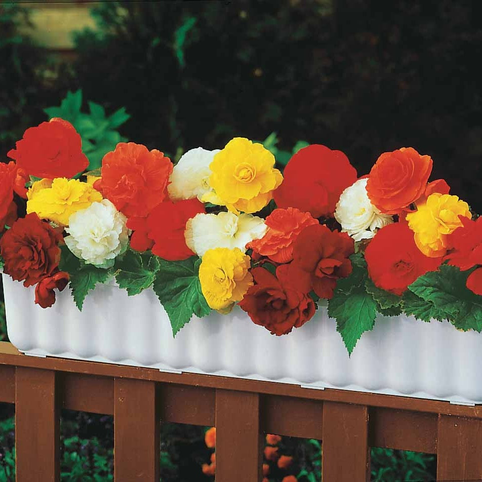 Bégonia - 10 Bégonias doubles en mélange EXTRA - Begonia tuberhybrida