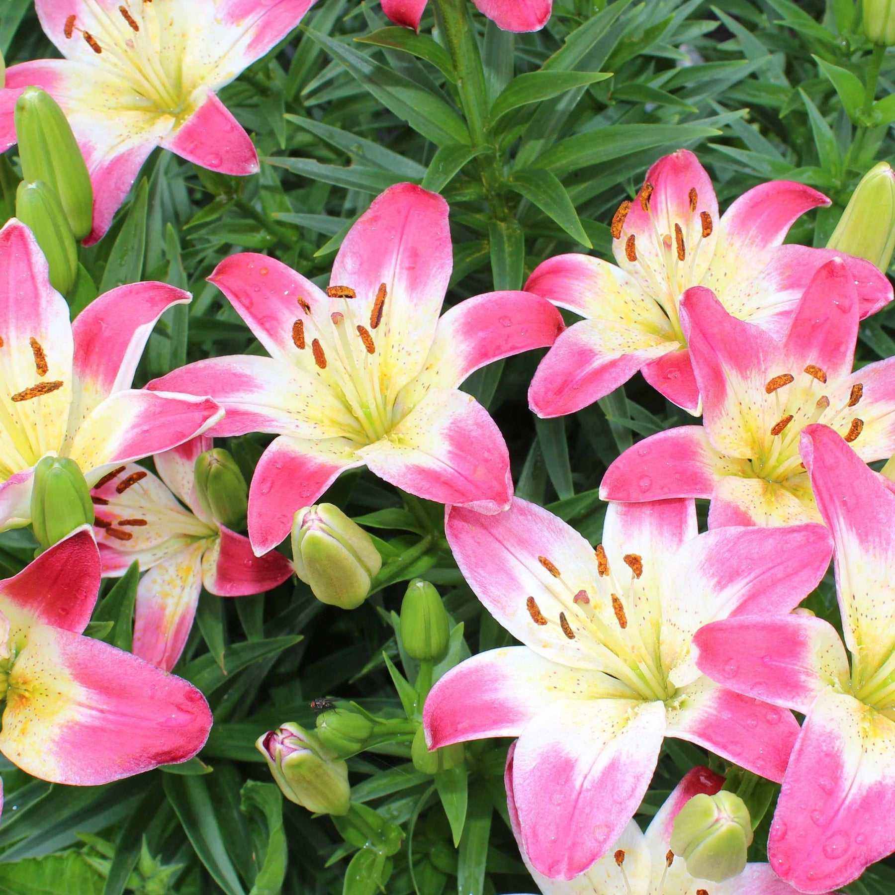 Lilium lollypop - 3 Lis asiatiques Lollypop - Lis - Lys