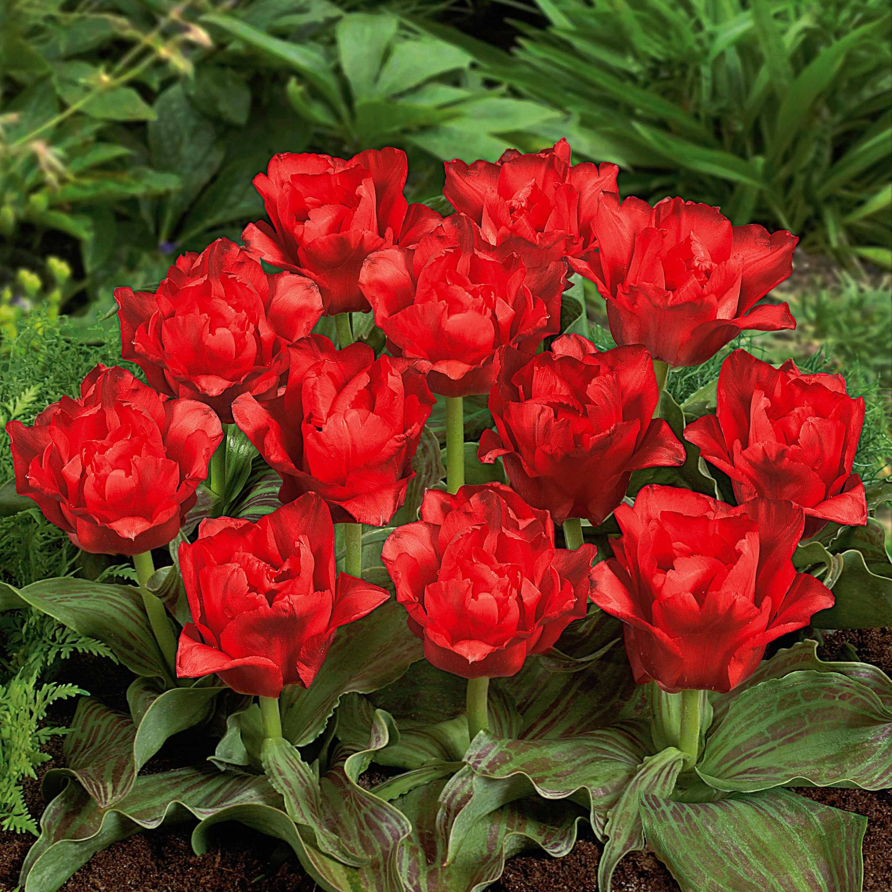 Tulipe - 10 Tulipes Chaperon Rouge Double - Tulipa greigii chaperon rouge double
