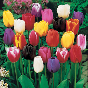 75 Tulipes à longues tiges en mélange - Tulipa - Willemse