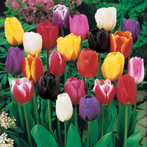 50 Tulipes à longues tiges en mélange - Tulipa - Willemse