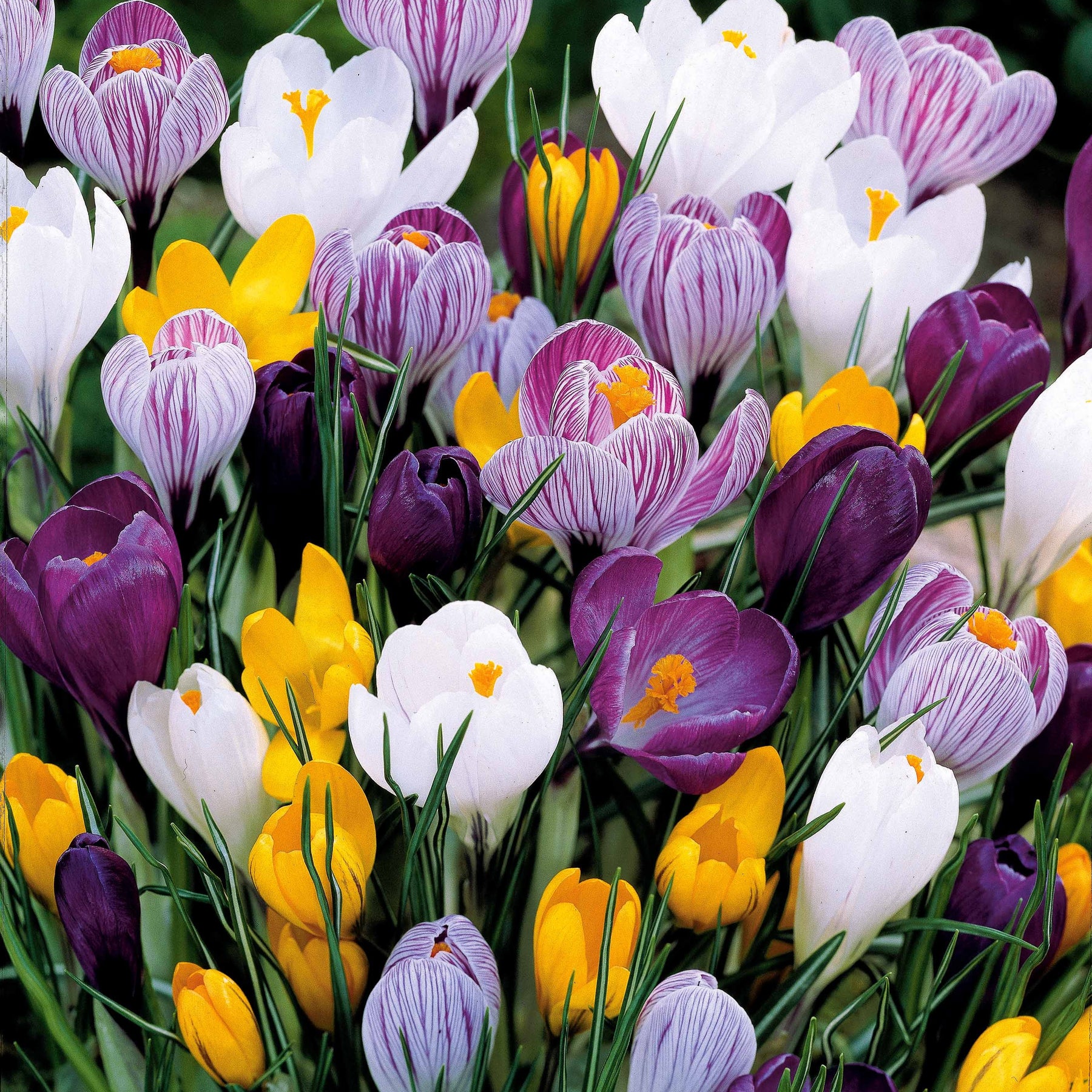 100 Crocus à grosses fleurs en mélange - Willemse