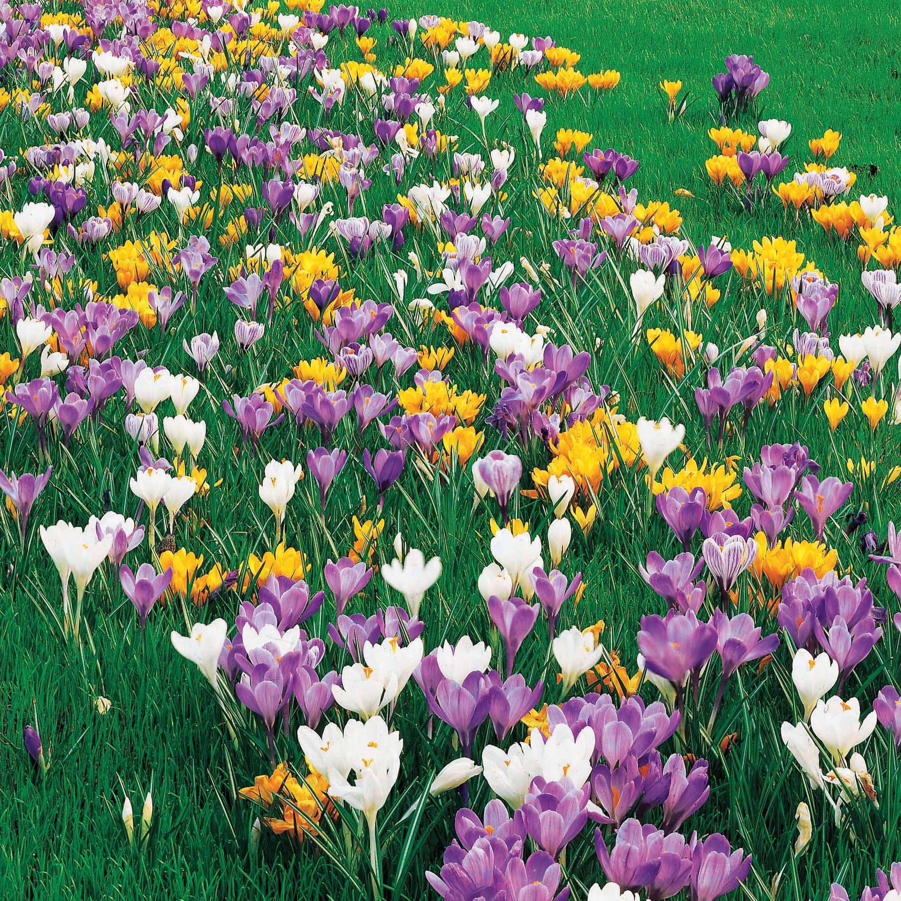 Crocus vernus - 100 Crocus à grosses fleurs en mélange - Crocus