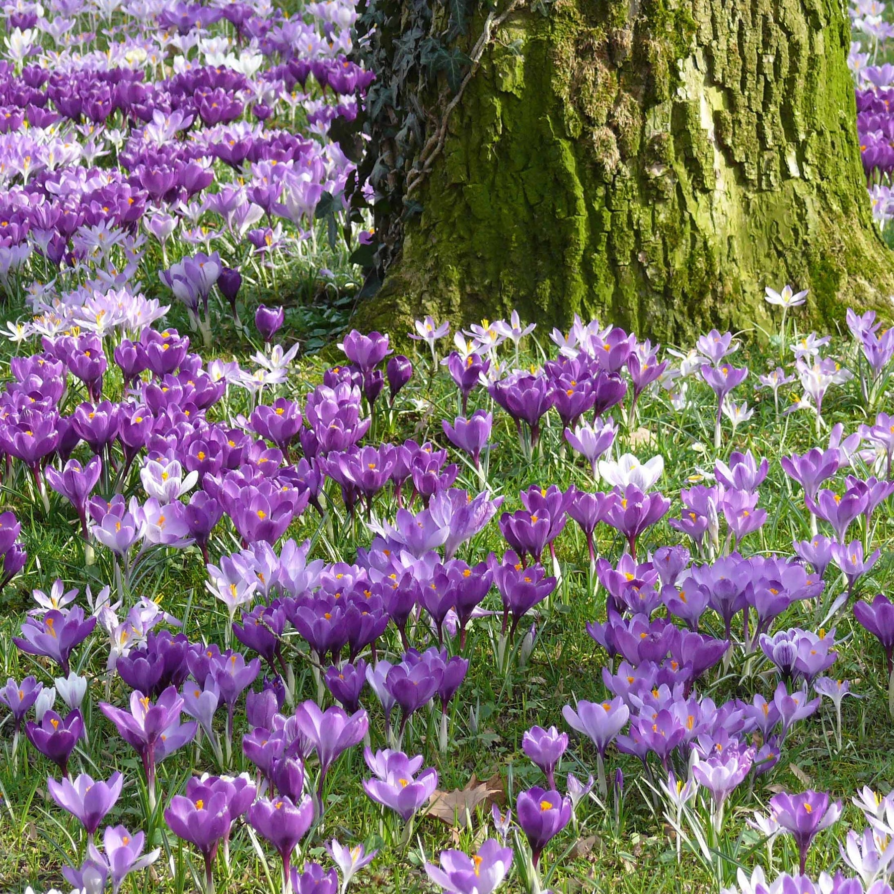 Crocus - 100 Crocus à grosses fleurs en mélange - Crocus vernus