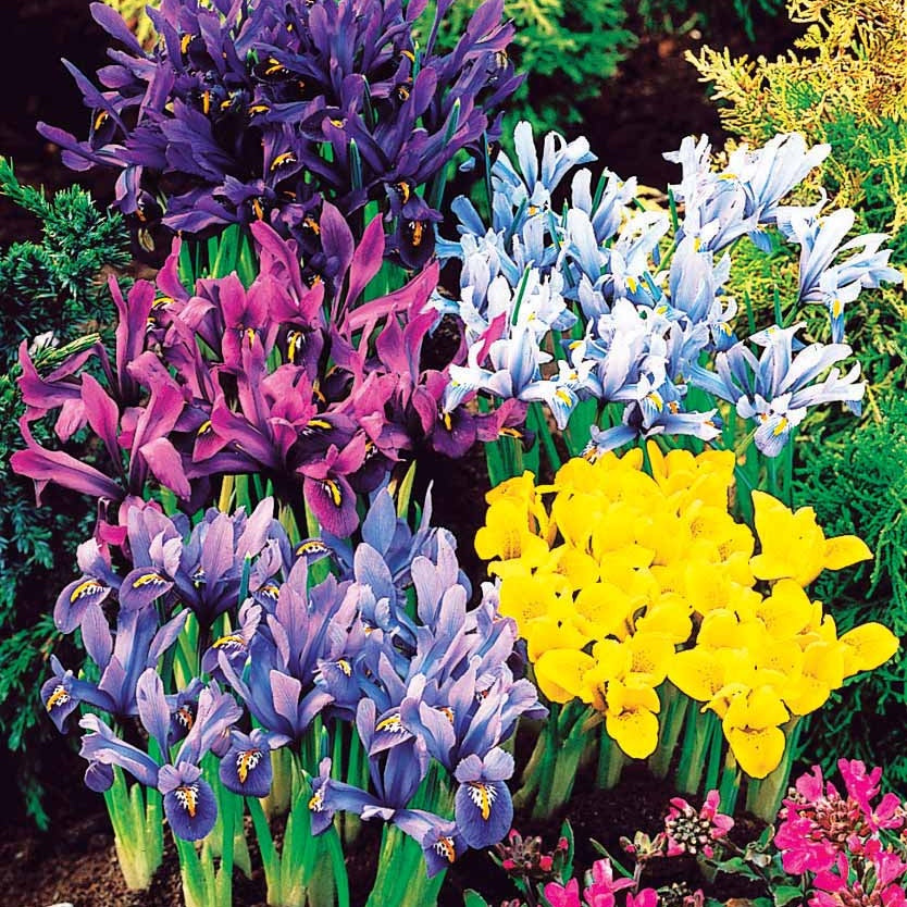 50 Iris miniatures en mélange - Willemse