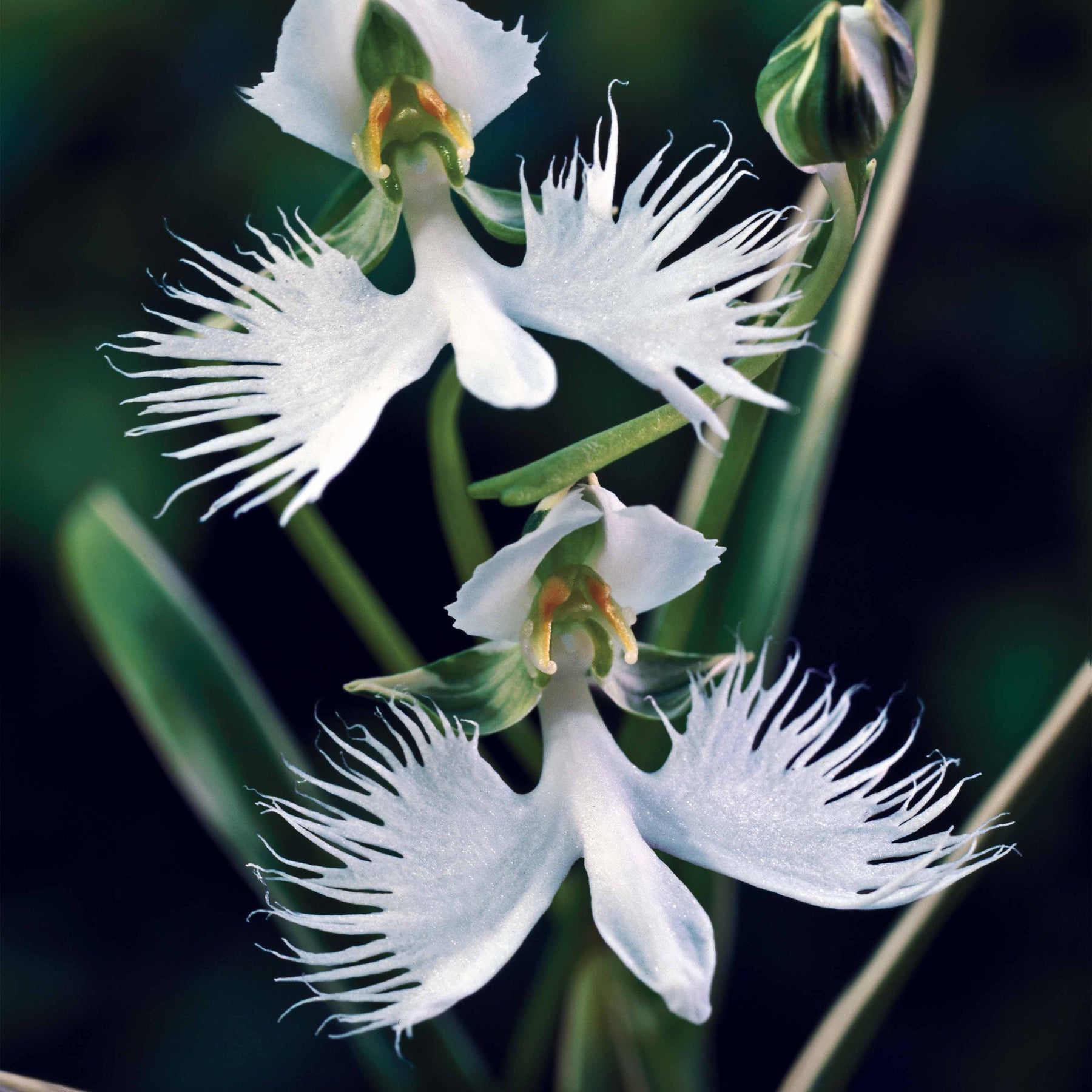 4 Orchidée Colombe - Willemse