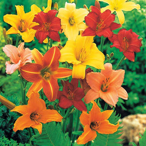 10 Lis perpétuels en mélange - Hemerocallis - Willemse
