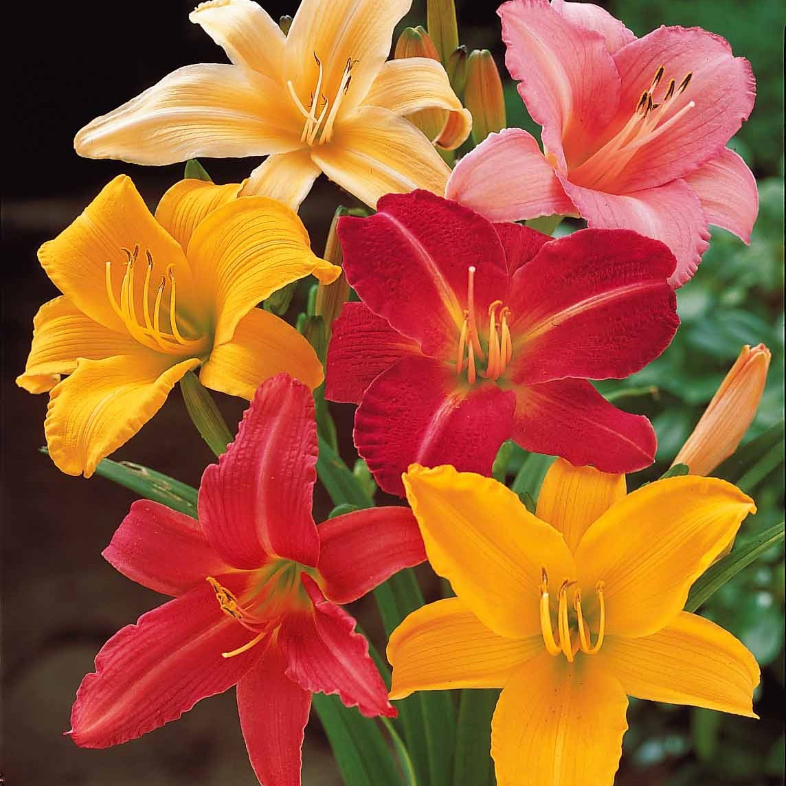 Hemerocallis - 10 Lis perpétuels en mélange - Hémérocalle