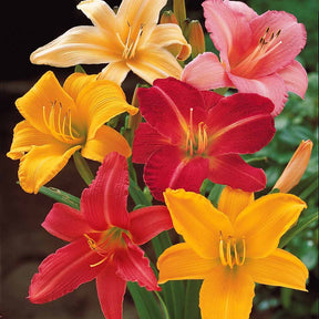 Hemerocallis - 10 Lis perpétuels en mélange - Hémérocalle