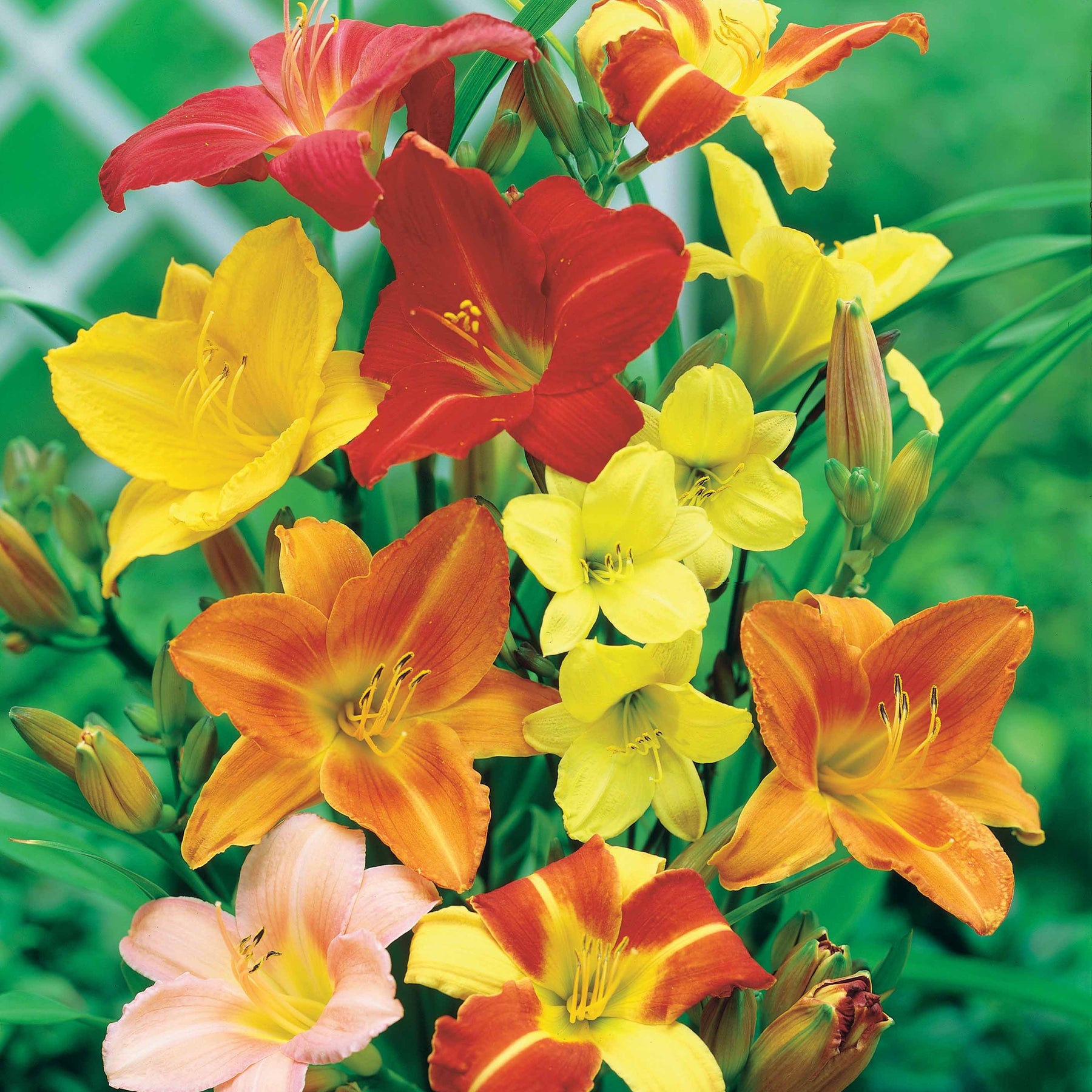 Hémérocalle - 10 Lis perpétuels en mélange - Hemerocallis