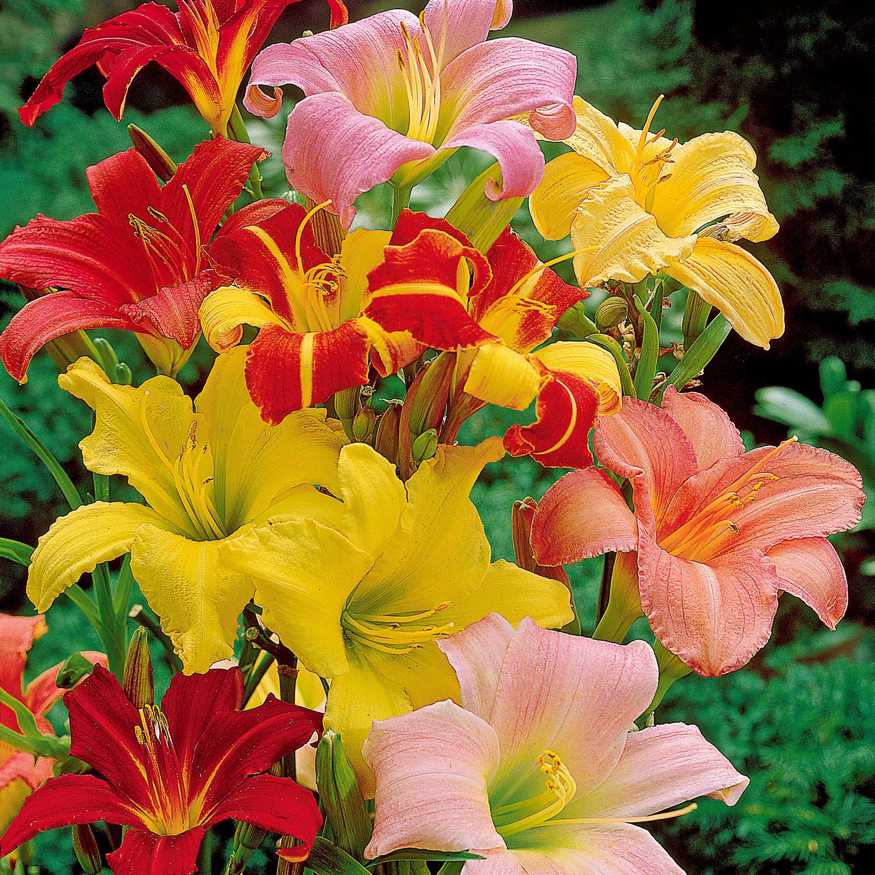 Vente 10 Lis perpétuels en mélange - Hemerocallis