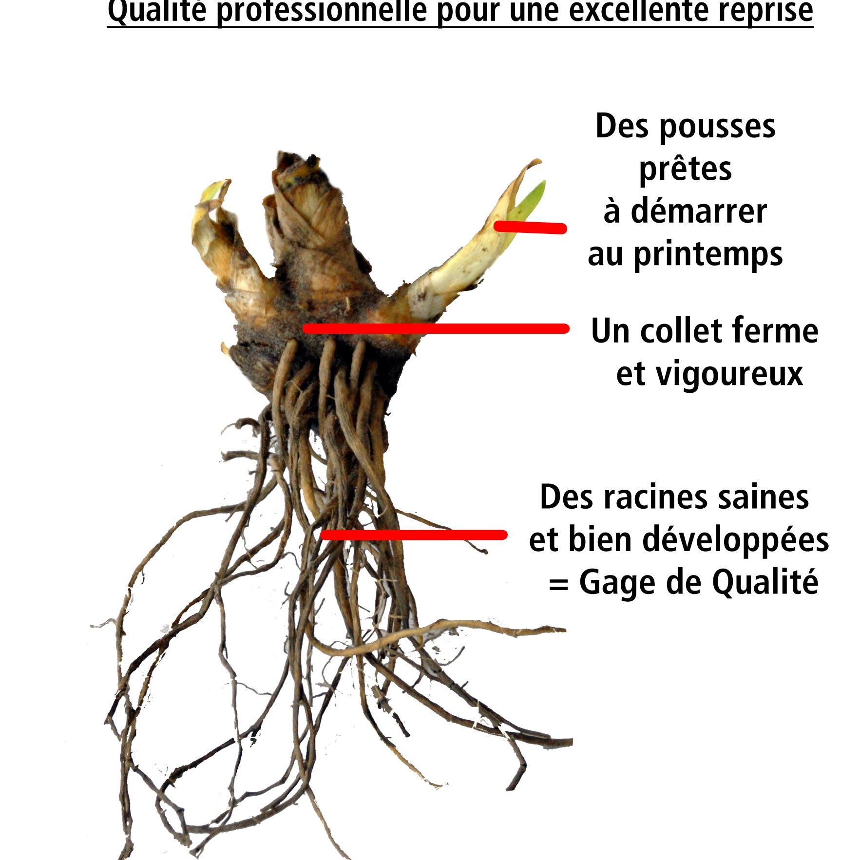 Vente 10 Lis perpétuels en mélange