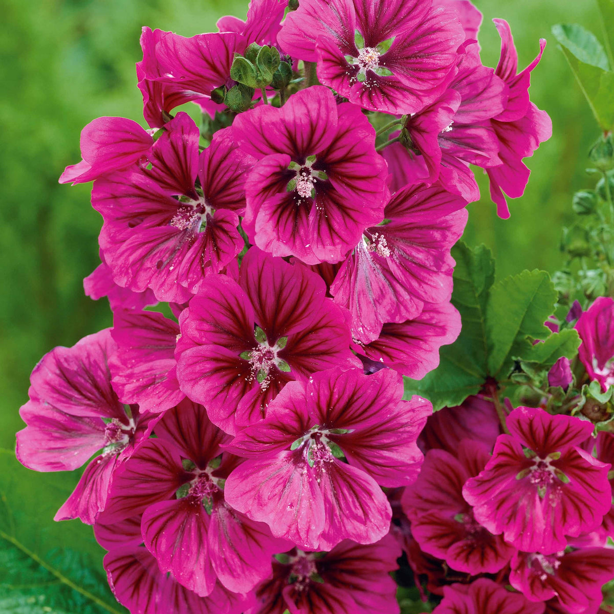3 Mauves géantes - Willemse