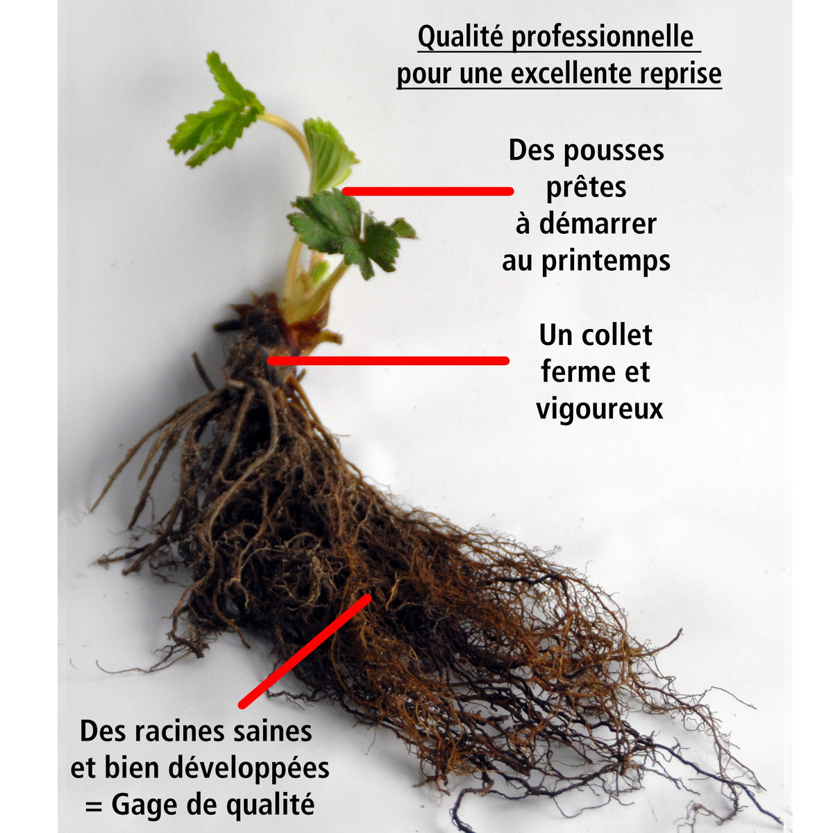 40 Fraisiers non remontants Maxim - Fragaria maxim - Willemse