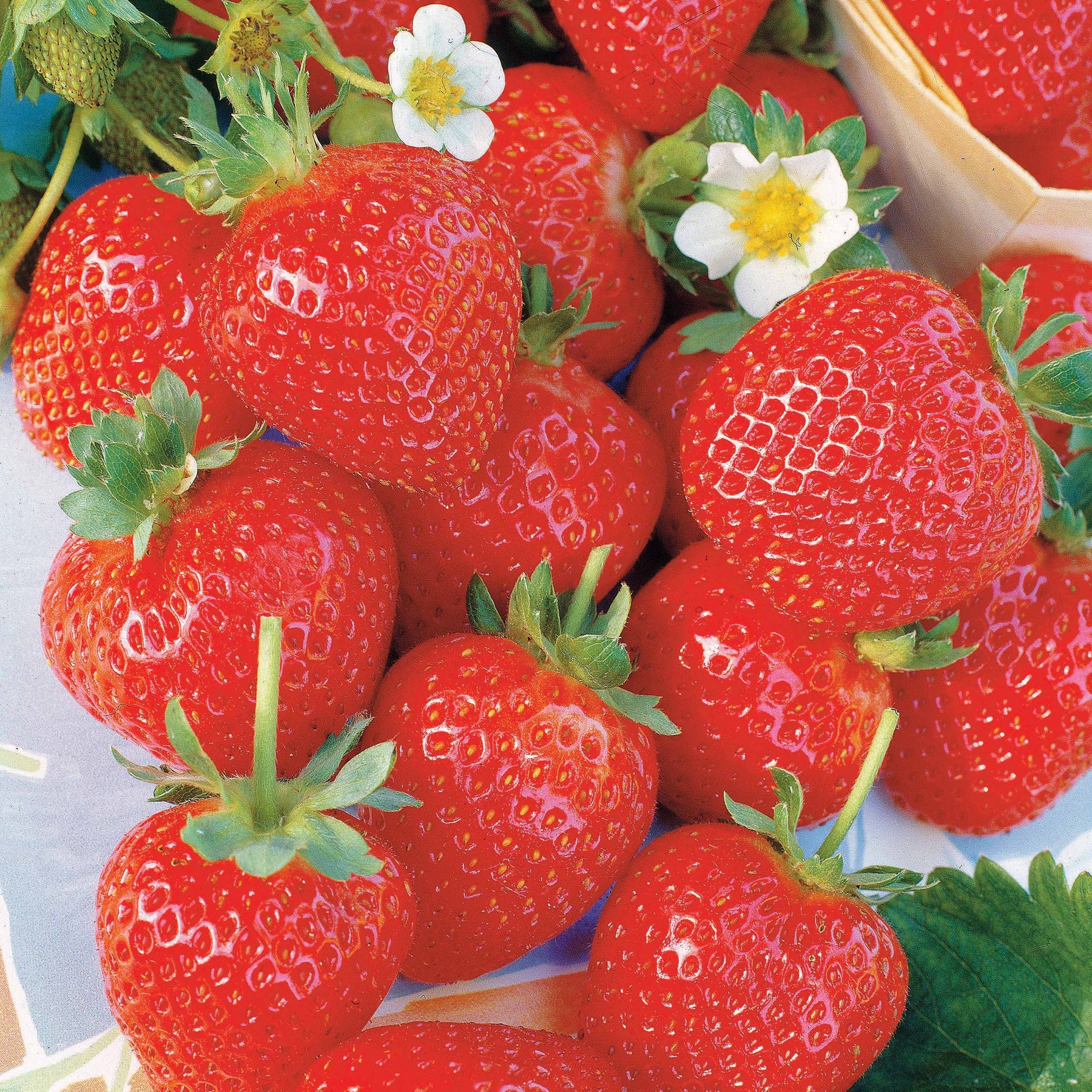 40 Fraisiers remontants La Savoureuse de Willemse ® COV MA48 - Willemse