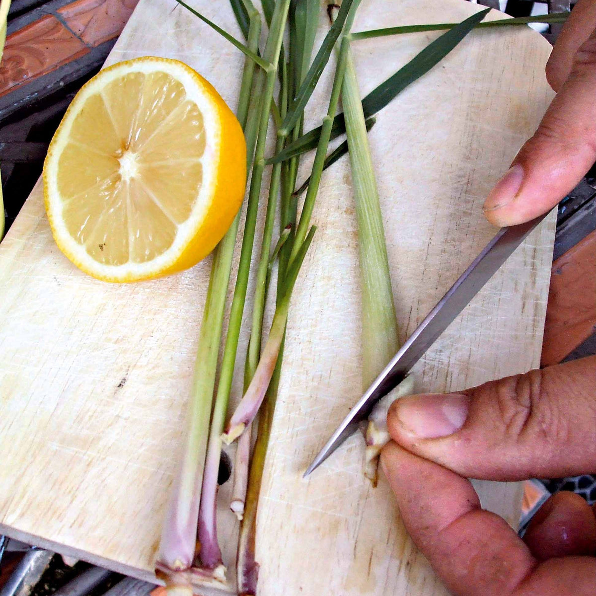 Citronnelle de Madagascar - Cymbopogon citratus - Willemse