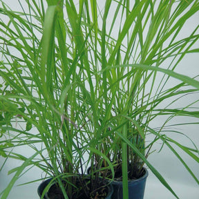 Cymbopogon citratus - Citronnelle de Madagascar - Plantes vivaces aromatiques