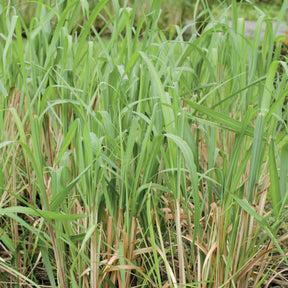 Plantes vivaces aromatiques - Citronnelle de Madagascar - Cymbopogon citratus
