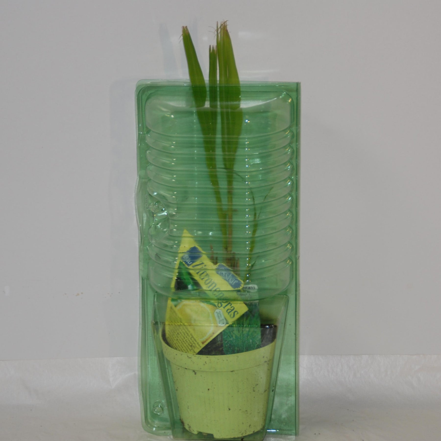 Vente Citronnelle de Madagascar - Cymbopogon citratus