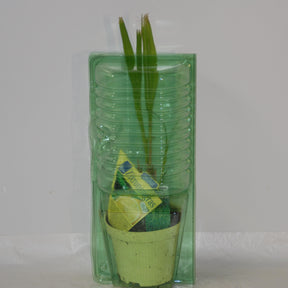 Vente Citronnelle de Madagascar - Cymbopogon citratus