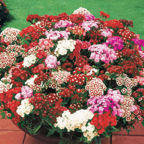 10 Oeillets de poète en mélange - Dianthus barbatus - Willemse