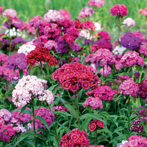 Dianthus barbatus - 10 Oeillets de poète en mélange - Œillets