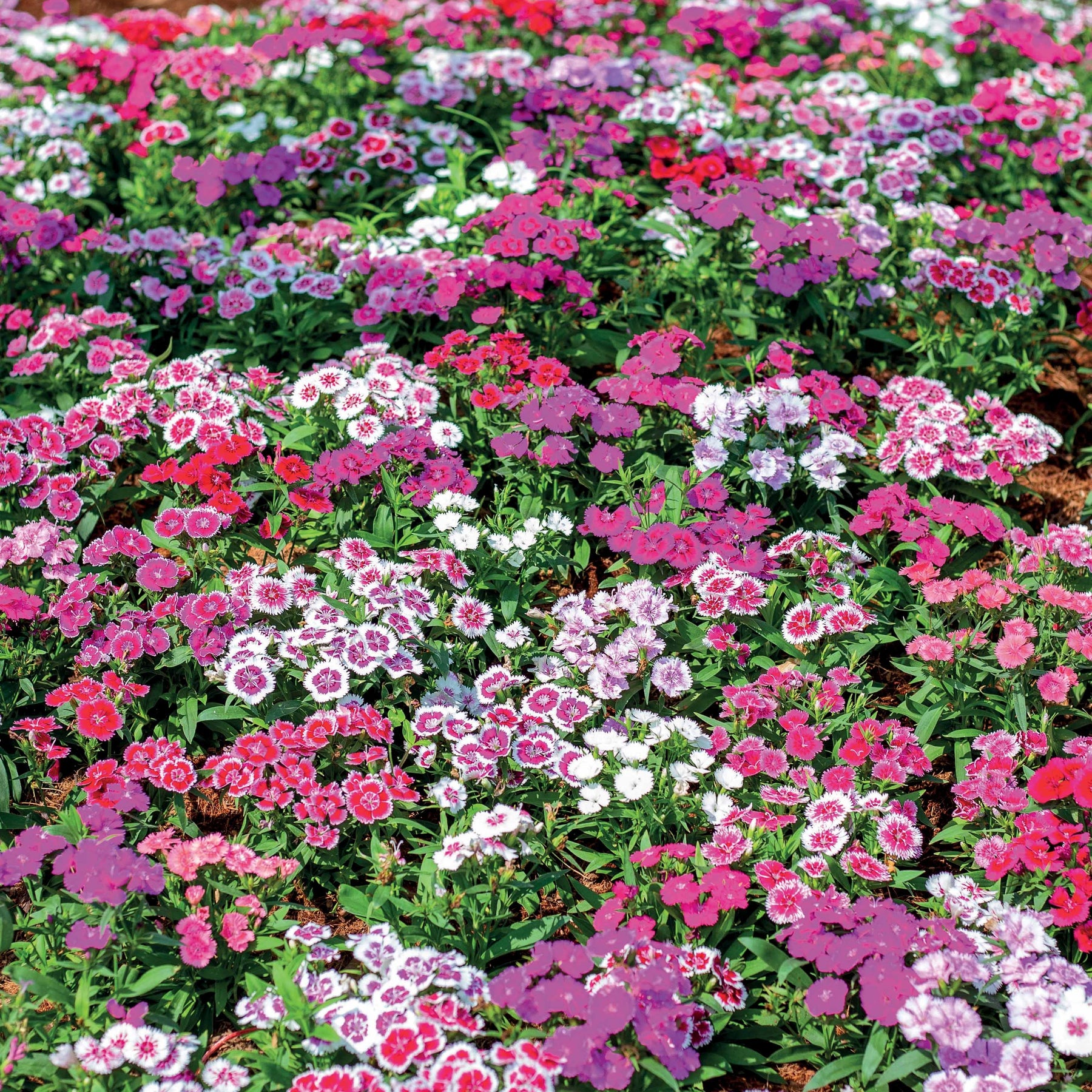 Vente 10 Oeillets de poète en mélange - Dianthus barbatus
